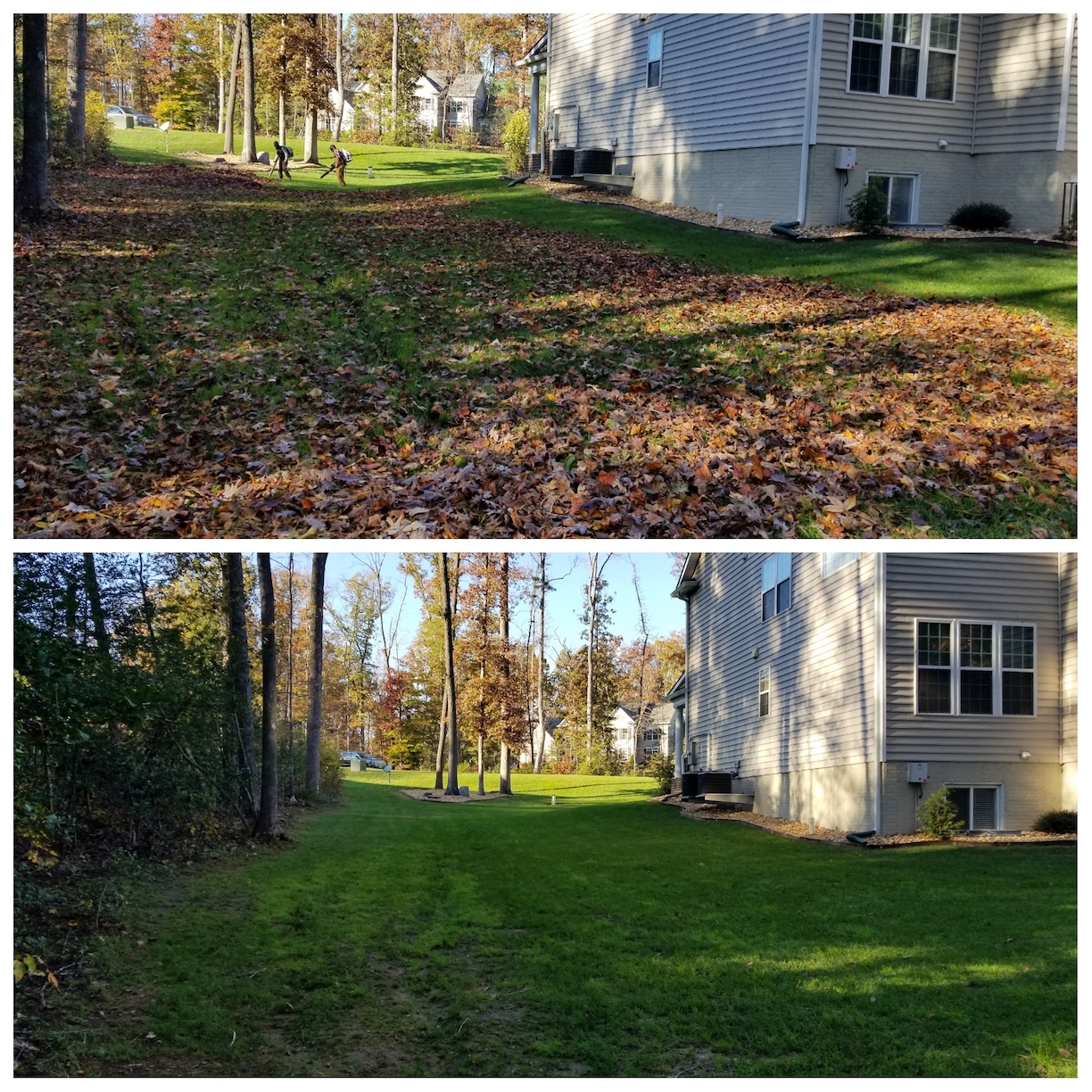 Leaf Removal, Leaf Cleanup, Leaf Pickup, Leaf Vacuum